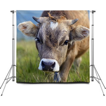 Carpathian Cow Custom Size Backdrop