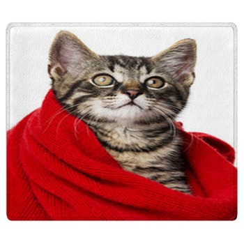 Cat Rugs