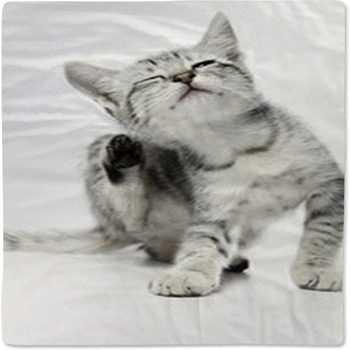 Cat02 Baby Blanket