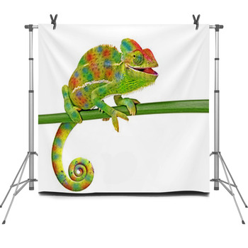 Chamaeleo Calyptratus, Female, Isolated  Fleece Backdrop