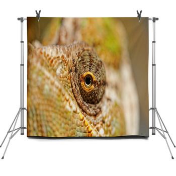 Chamaeleo Calyptratus Fleece Backdrop