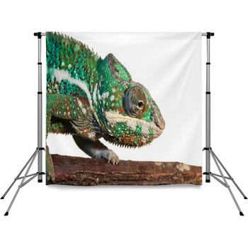 Chameleon Pole Pocket Backdrop
