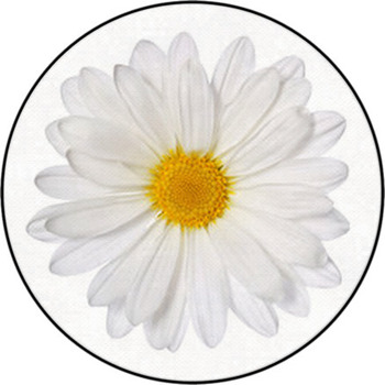 Chamomile Flower Isolated On White. Daisy. Round Rug