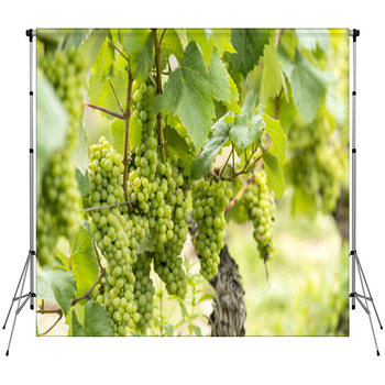 Chardonnay - Francia, Borgogna Fleece Backdrop