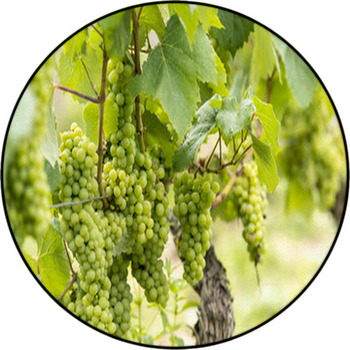 Chardonnay - Francia, Borgogna Round Rug