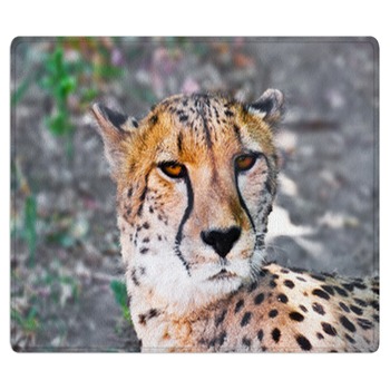 Cheetah Rugs