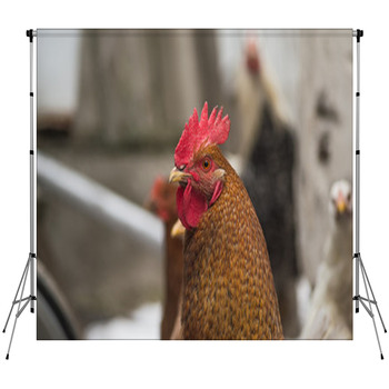 Little Chicken Photos, Photography Backdrop, Decoration Banner