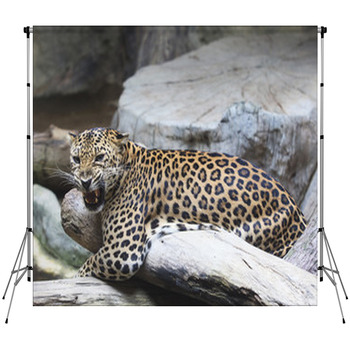 Close Up Face Of Dangerous Angry Custom Size Backdrop