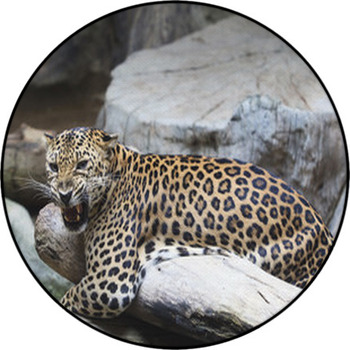Close Up Face Of Dangerous Angry Leopard Round Rug