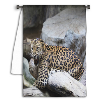 Close Up Face Of Dangerous Angry Leopard Tiger In Towel
