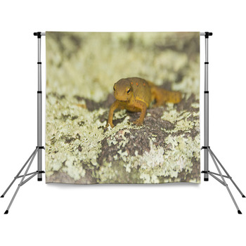 Close Up Newt Pole Pocket Backdrop