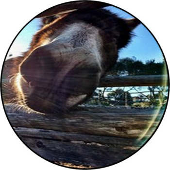 Close Up Of A Curious Cute Brown Donkey  Round Rug