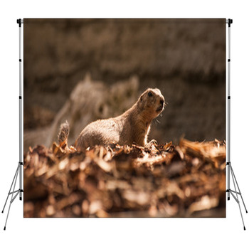 Close Up Of A Gopher Custom Size Backdrop