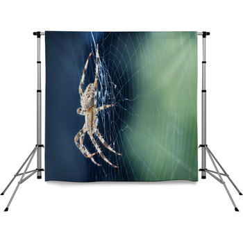 Close Up Of A Spider In A Web Pole Pocket Backdrop
