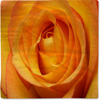 Close Up Of Orange Rose Flower Baby Blanket
