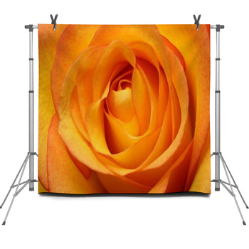 Close Up Of Orange Rose Flower Fleece Backdrop