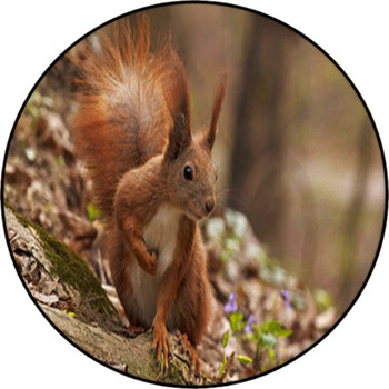 Close Up Of Squirrel In Forest Round Rug