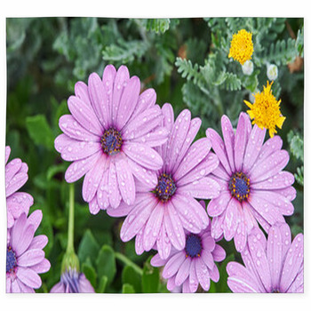 Closeup Of Bright Colorful Daisy Custom Size Floor Mat