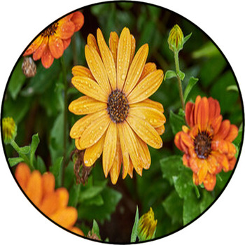 Closeup Of Bright Colorful Daisy Flowers With  Round Rug