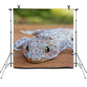 Closeup Of Gecko On The Wood Wall Fleece Backdrop