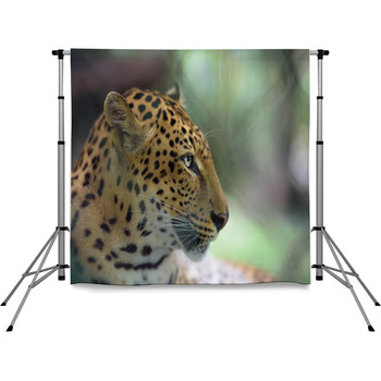 Closeup Portrait Of Jaguar Pole Pocket Backdrop