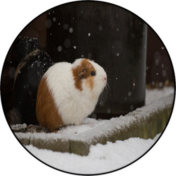 Guinea pig rug cheap