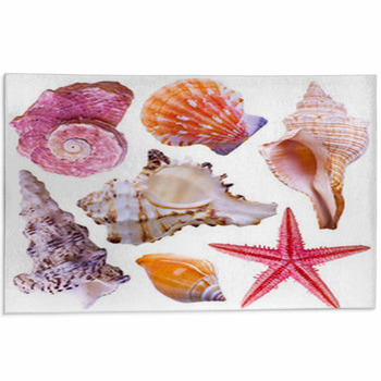 Collection Of Sea Shells Isolated On White Area Rug