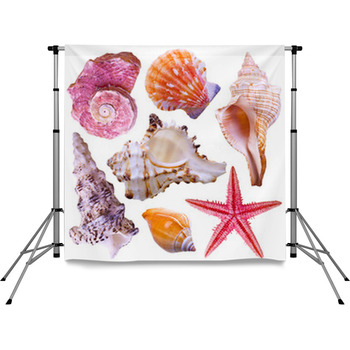 Collection Of Sea Shells Isolated Pole Pocket Backdrop