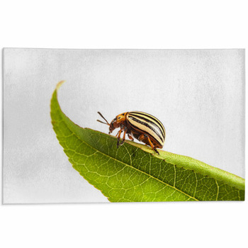 Colorado Potato Beetles Area Rug