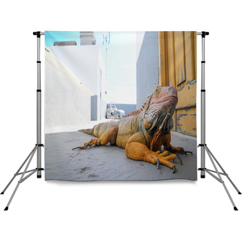 Colored Young Male Iguana Pole Pocket Backdrop