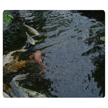 Colorful Fish Bath Mat