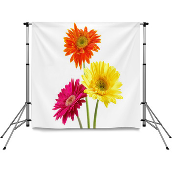 Colorful Gerber Daisies Pole Pocket Backdrop