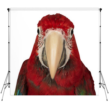 Colorful Macaw Isolated On The White Fleece Backdrop