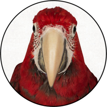 Colorful Macaw Isolated On The White Round Rug