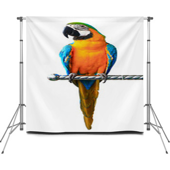Colorful Red Parrot Macaw Isolated  Custom Size Backdrop