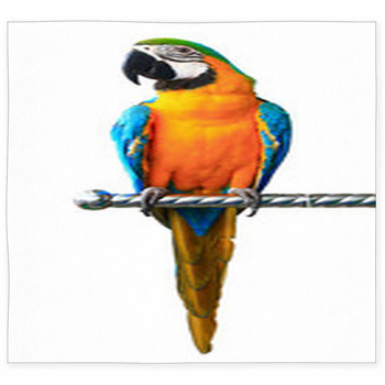 Colorful Red Parrot Macaw Isolated  Custom Size Floor Mat