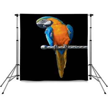 Colorful Red Parrot Macaw Isolated  Pole Pocket Backdrop