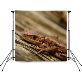 Common Lizard Pole Pocket Backdrop