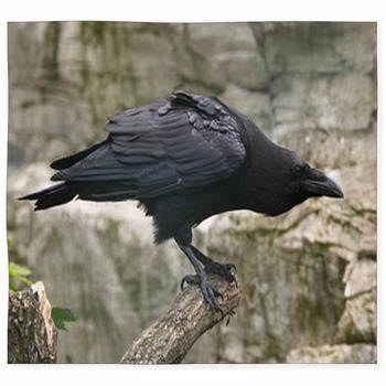 Common Raven (Corvus Corax). Custom Size Floor Mat