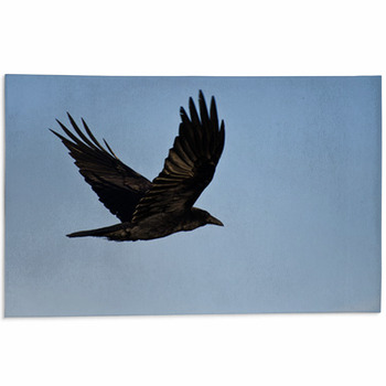 Common Raven Flying In A Blue Sky Area Rug