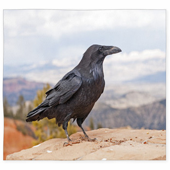 Common Raven On A Rock Ledge Custom Size Floor Mat