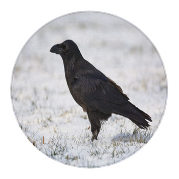 Common Raven On Snowy Grass Round Rug