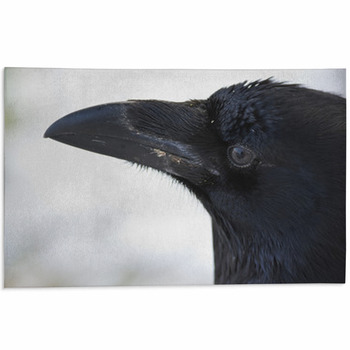 Common Raven Portrait Area Rug
