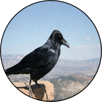 Common Raven With Bryce Canyon National Park Round Rug