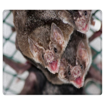 Common Vampire Bat (Desmodus Rotundus) In A Zoo Bath Mat