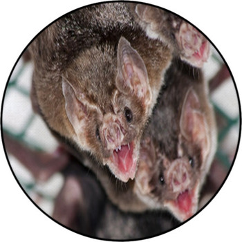 Bat Rugs & Custom Size Floor Mats