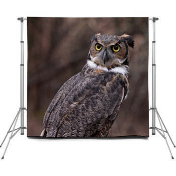 Concerned Great Horned Owl (Bubo Custom Size Backdrop