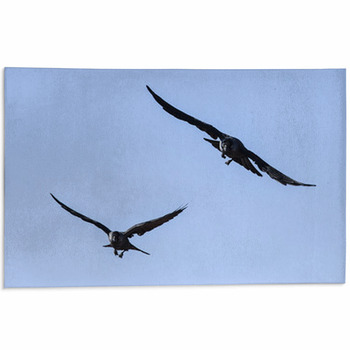 Corvi In Volo Area Rug