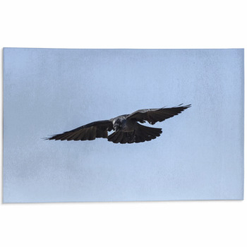 Corvo In Volo Area Rug