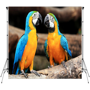 Couple Blue-and-yellow Macaws (Ara Fleece Backdrop